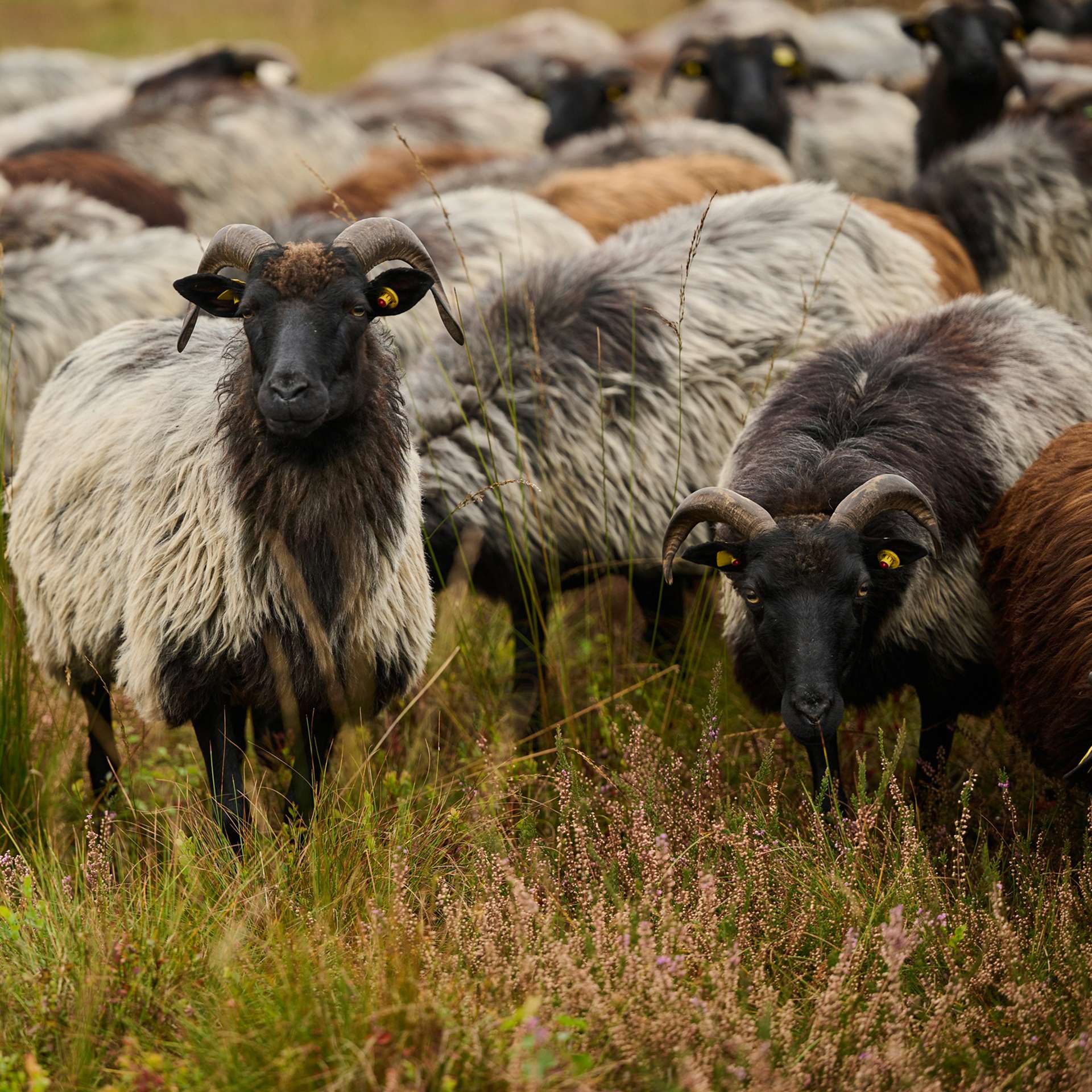 Heidschnucken in der Lüneburger Heide